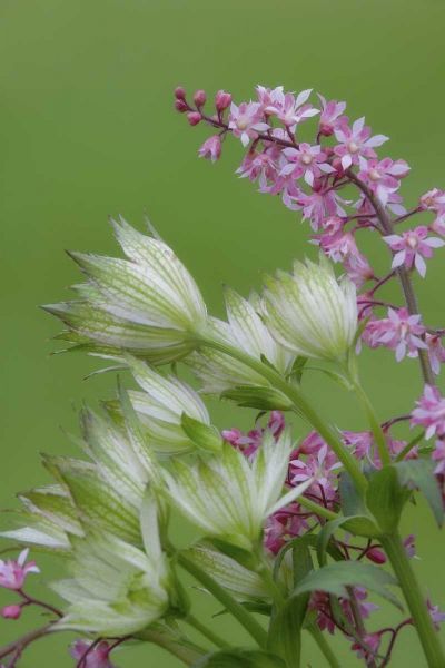 Pink heucherella and green astrantia flowers
